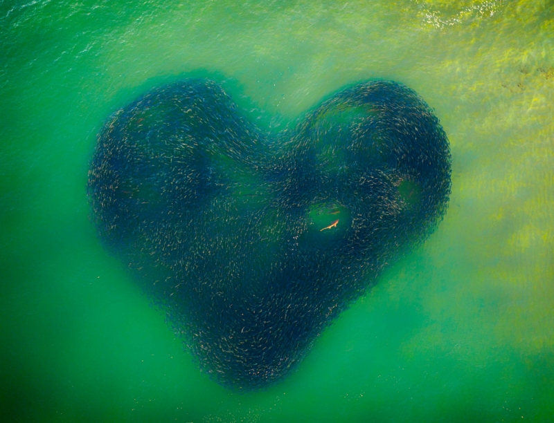 Love heart of nature là một trong những tác phẩm thắng giải Drone Photo Awards